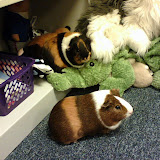 Best of Guinea Pigs