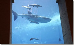 Wild life fishes