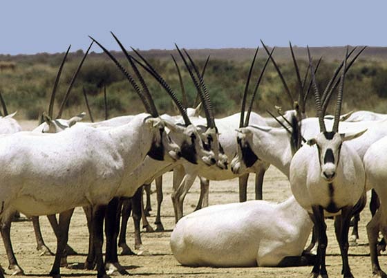 [arabian_oryx[3].jpg]