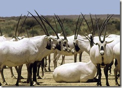 arabian_oryx