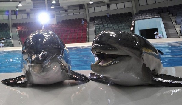 [dolphinarium[8].jpg]