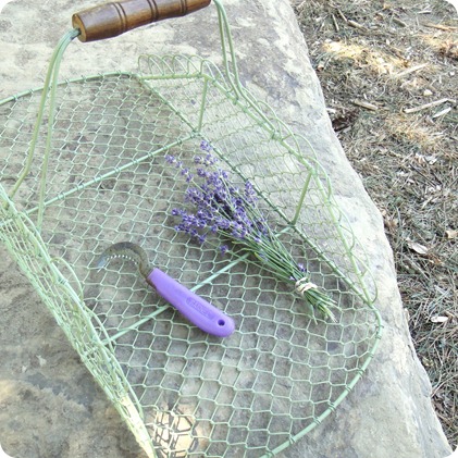 Tools for picking lavender.