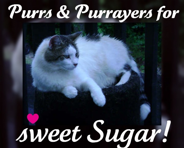 [Sugar-Purrs-Purrayers[3].jpg]