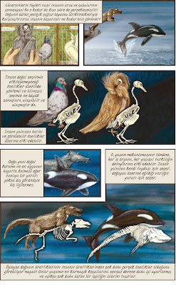Turlerin Kokeni Charles Darwin Fiyati Satin Al Idefix
