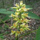 Buckeye