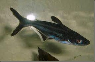 patin2 patin2