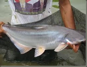 patin4 patin4