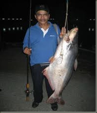 patin3 patin3