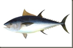 ikan tuna termahal ikan tuna termahal
