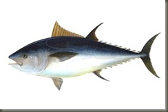 ikan tuna termahal