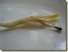 stamen stamen