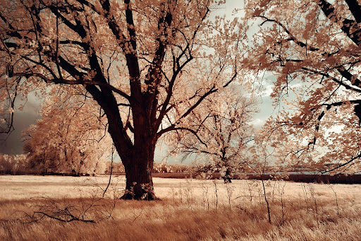 Infrared Photography taken with Hoya R72 IR filter and Lens used is the Nikkor 17-35mm 2.8