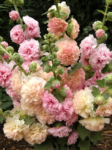 [Hollyhocks Apricot Peach Parfiat[3].jpg]