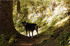 augie in tree nook augie in tree nook