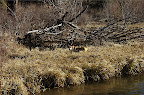_DSC0086.NEF (Raw)