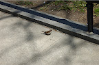 _DSC0030.NEF (Raw)