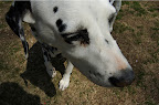 DSC_0006.NEF (Raw)