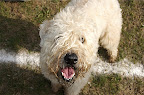 DSC_0033.NEF (Raw)