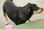 Augie