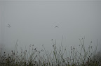 _DSC0068.NEF (Raw)