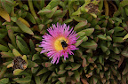 _DSC0070.NEF (Raw)