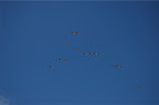 _DSC0098.NEF (Raw)