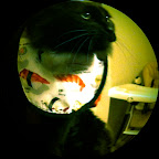 skittle_bib_fisheye.jpg