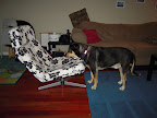 Augie would really really like to get on the chair at Thanksgiving