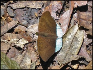 [Tanaecia julii bougainvillei (m)-IMG_0619_a_1-480[5].jpg]