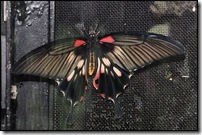 Papilio memnon agenor (f) distantianus-ChangiT3-20090524_1670-640