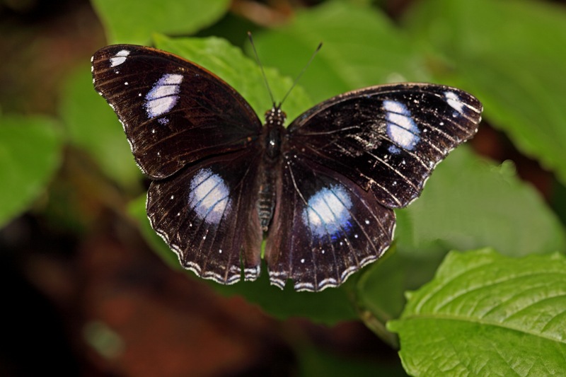[Great-Eggfly_5054g.jpg]