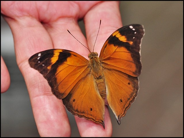 [Doleschallia bisaltide australis-ChangiT3-20090524_1737-640.jpg]