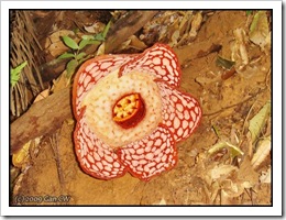 Rafflesia cantleyi-MyGopeng_20090628_2814-480