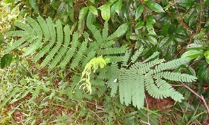 [Albizia-McRitchie-20090712_09-400[4].jpg]