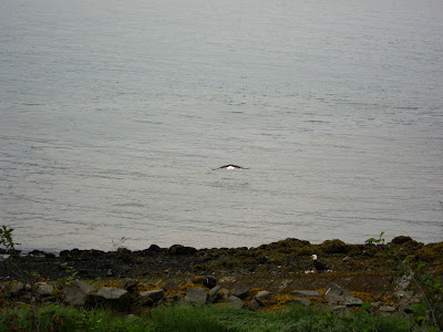  &ndash; Bald Eagles in Haines