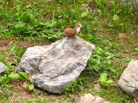 &ndash; Weasel