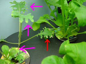 Baby greens - EC too high.