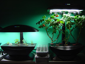 Seeding tray between AGs.