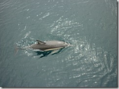 Dolphin16