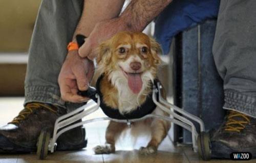 perrito diferente perrito diferente