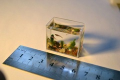 smallest-aquarium-001