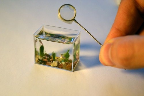 [smallest-aquarium-002[20].jpg]