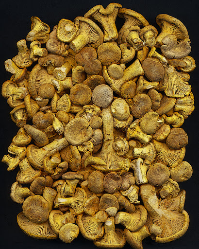 Chanterelles.jpg