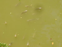 DSC05131.jpg