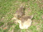 DSC05049.jpg
