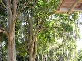 Jaboticabeira