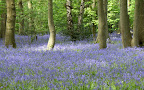 DSCF0797.JPG Kings Wood