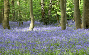 DSCF0797.JPG Kings Wood
