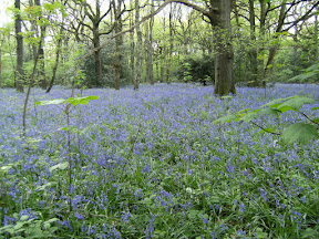 DSCF0792.JPG Kings Wood