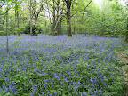 DSCF0793.JPG Kings Wood